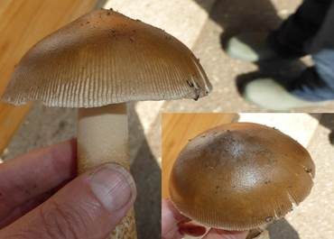 Dickscheidiger Scheidenstreifling, Foto 3