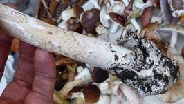 Dickscheidiger Scheidenstreifling, Foto 15