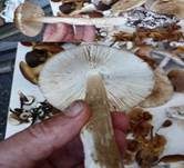 Dickscheidiger Scheidenstreifling, Foto 16