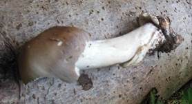 Dickscheidiger Scheidenstreifling, Foto 19