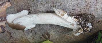 Dickscheidiger Scheidenstreifling, Foto 20