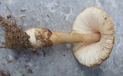 Dickscheidiger Scheidenstreifling, Foto 6