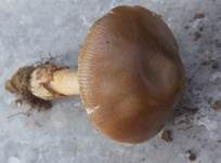 Dickscheidiger Scheidenstreifling, Foto 7