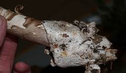 Dickscheidiger Scheidenstreifling, Foto 8