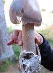 Dickscheidiger Scheidenstreifling, Foto 9