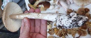 Dickscheidiger Scheidenstreifling, Foto 10