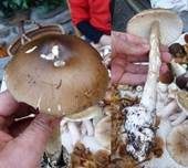 Dickscheidiger Scheidenstreifling, Foto 11