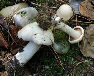 Dickschleimiger Birkenschneckling, Foto 5