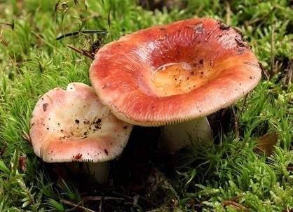 Apfeltäubling, Foto 2