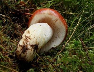 Apfeltäubling, Foto 4