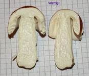 Apfeltäubling, Foto 22