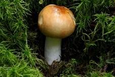 Apfeltäubling, Foto 30