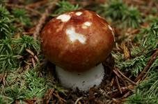 Apfeltäubling, Foto 6
