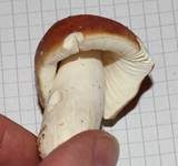 Apfeltäubling, Foto 48