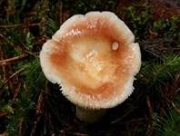 Apfeltäubling, Foto 7