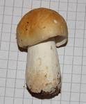 Apfeltäubling, Foto 52