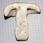 Apfeltäubling, Foto 55