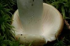 Apfeltäubling, Foto 58