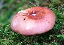 Apfeltäubling, Foto 61