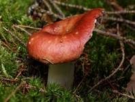 Apfeltäubling, Foto 9