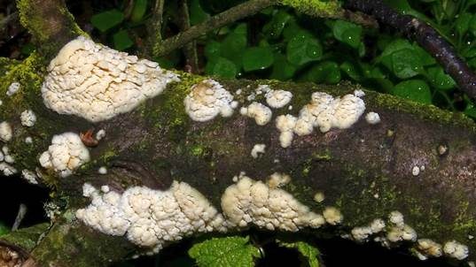 Dickstacheliger Zähnchenrindenpilz, Foto 3