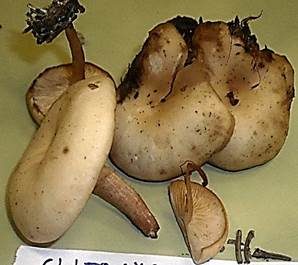 Doppelgeruchtrichterling, Foto 4