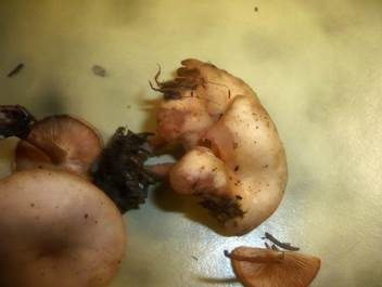 Doppelgeruchtrichterling, Foto 5
