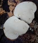 Doppelring-Trichterling, Foto 14
