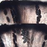 Doppelsporige Schwarzkrustenflechte, Foto 8