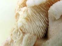 Dorniger Stachelbart, Foto 16