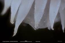 Dorniger Stachelbart, Foto 59