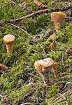 Abgestutzte Riesenkeule, Foto 12