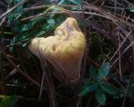 Abgestutzte Riesenkeule, Foto 18