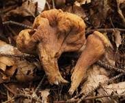 Abgestutzte Riesenkeule, Foto 21