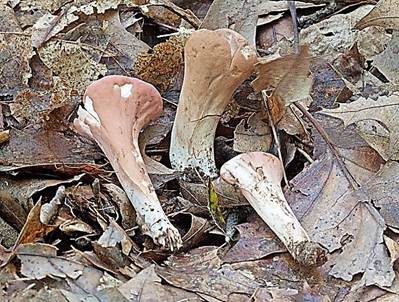 Abgestutzte Riesenkeule, Foto 4