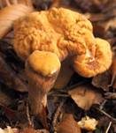 Abgestutzte Riesenkeule, Foto 23