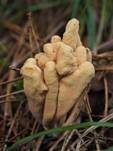 Abgestutzte Riesenkeule, Foto 25