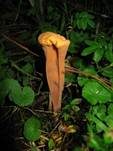 Abgestutzte Riesenkeule, Foto 29