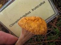 Abgestutzte Riesenkeule, Foto 31