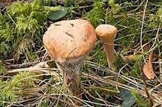 Abgestutzte Riesenkeule, Foto 10