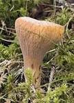 Abgestutzte Riesenkeule, Foto 11