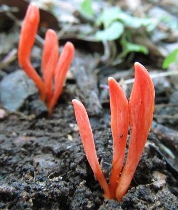 Aprikosenfarbenes Keulchen, Foto 2