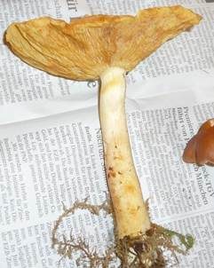 Dottergelber Schönkopf, Foto 5