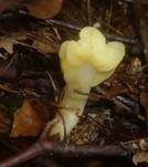Dottergelber Spateling, Foto 35