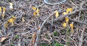 Dottergelber Spateling, Foto 8