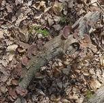 Dreifarbige Tramete, Foto 8