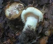 Dreifarbiger Krempenritterling, Foto 26
