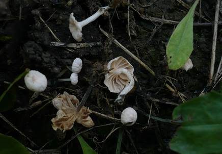 Dreifarbiger Zwergschwindling, Foto 4