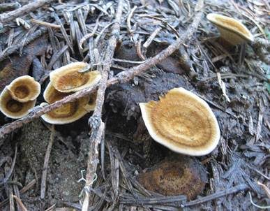 Duftender Dauerporling, Foto 2