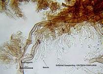 Duftender Dauerporling, Foto 20